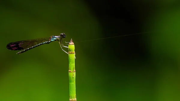 Rhinocypha biforata damselfly appollaiata sulla punta dell'erba con ragnatela — Foto Stock