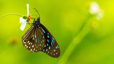 Çiçekten nektar içmek için hortum kullanarak Koyu Mavi Kaplan kelebek.