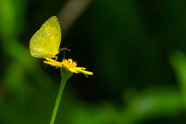 Borboleta de grama amarela comum usando seu probostic para beber néctar de flor — Fotografia de Stock