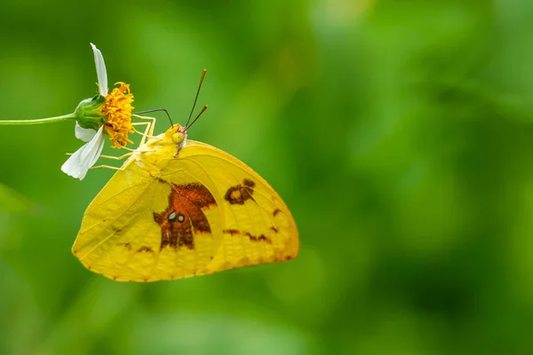 Lemon Emigrante borboleta usando seu probostic para beber néctar de flor — Fotografia de Stock