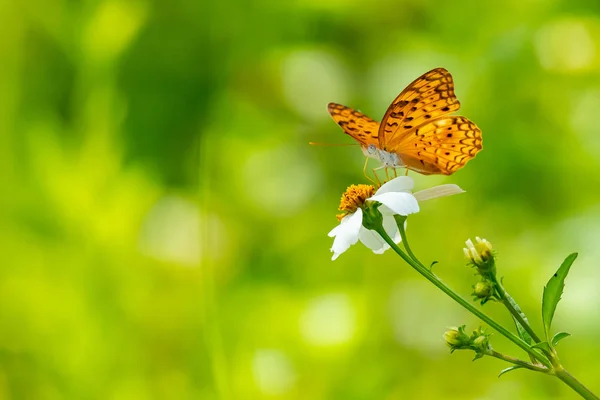 Laranja borboleta marrom usando seu probostic para beber néctar da flor . — Fotografia de Stock
