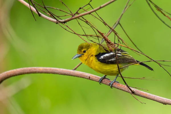 Cute Common Iora poleiro no poleiro olhando para uma distância — Fotografia de Stock