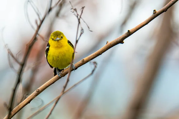 Cute Common Iora perching on perch looking into a distance — Stock Photo, Image