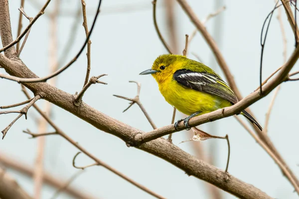 Cute Common Iora posándose en la percha mirando a la distancia — Foto de Stock