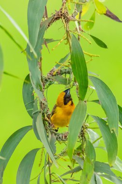 Erkek Asya Altın Dokumacı yumurtlama mevsiminde yuva dokuma