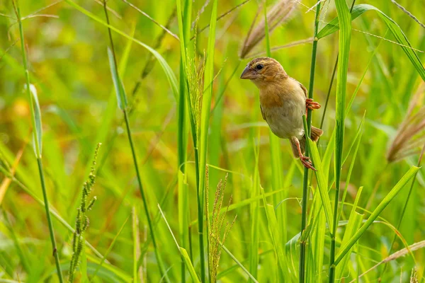 Vrouwelijke Aziatische gouden Wever neerstrijken op gras stam in rijstveld — Stockfoto