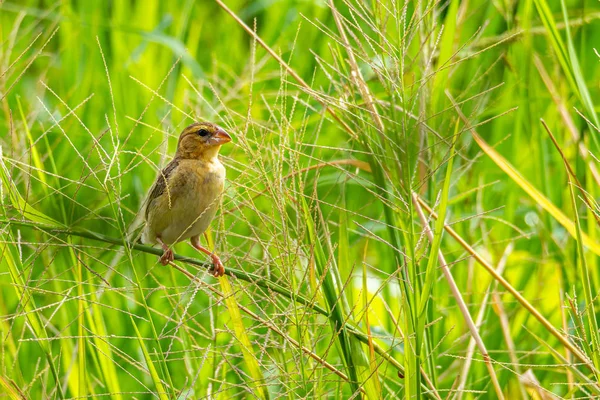 Kvinna asiatiska gyllene vävare sittande på gräs stammen i risfält — Stockfoto