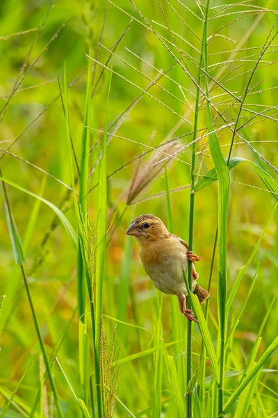 Weibchen asiatischen Goldweberin hockt auf Grasstamm in Reisfeld — Stockfoto