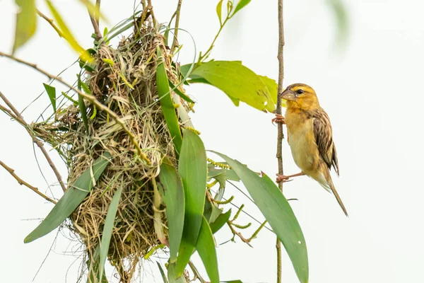 Vrouwelijke Aziatische gouden Wever neerstrijken in de buurt van zijn nest tijdens paaiseizoen — Stockfoto