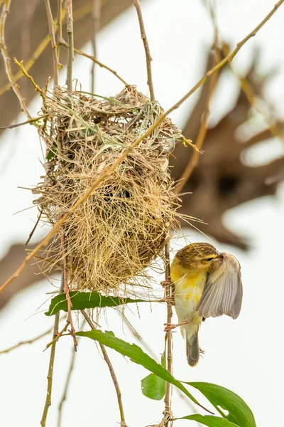 Female Asian złoty Weaver perching w pobliżu jego gniazdo podczas tarła sezon — Zdjęcie stockowe