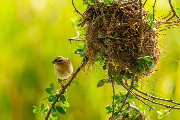 Vrouwelijke Aziatische gouden Wever neerstrijken in de buurt van zijn nest tijdens paaiseizoen — Stockfoto