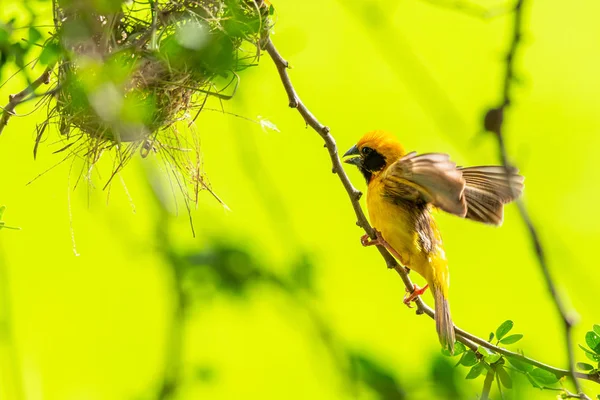 Mannelijke Aziatische gouden Wever klapperen vleugels in de buurt van zijn nest — Stockfoto
