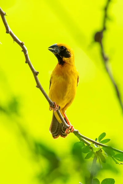 Male Asian Golden Weaver isolated perching on perch — Stock Photo, Image