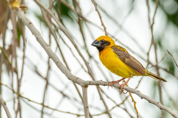 Macho asiático Golden Weaver aislado posando en la percha — Foto de Stock