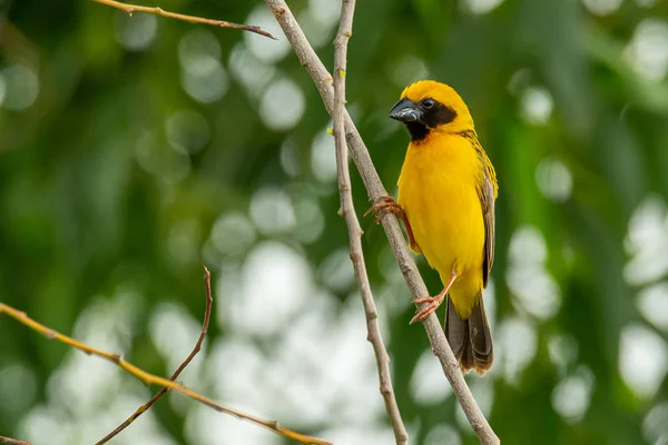 Male Asian Golden Weaver isolated perching on perch — Stock Photo, Image