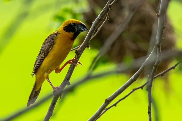 Male Asian Golden Weaver isolated perching on perch — Stock Photo, Image