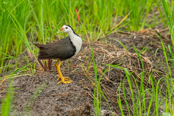 White-breasted Waterhen standing in paddy field looking into a distance — Stock Photo, Image