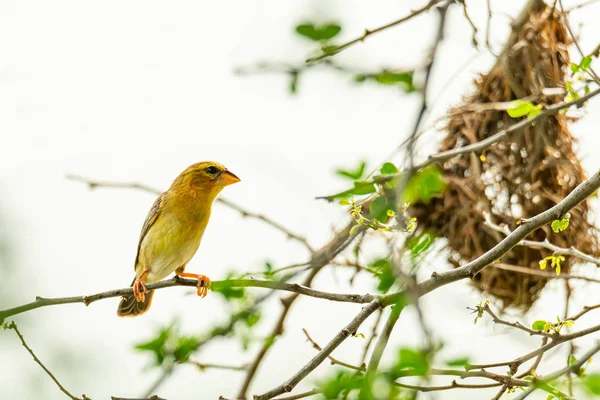 Femme asiatique Golden Weaver perché près de son nid pendant la saison de frai — Photo