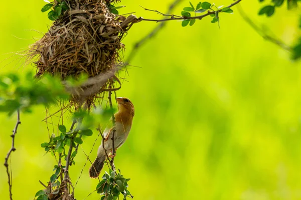 Female Asian złoty Weaver perching w pobliżu jego gniazdo podczas tarła sezon — Zdjęcie stockowe