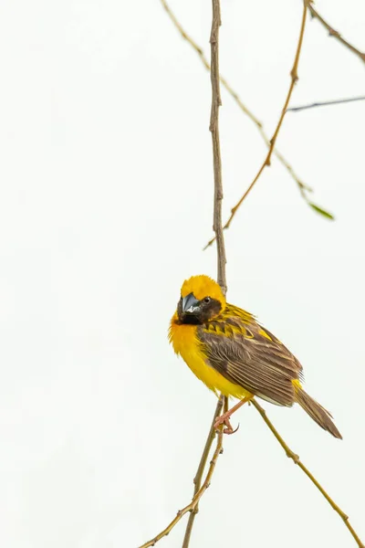 Macho asiático Golden Weaver aislado posando en la percha — Foto de Stock