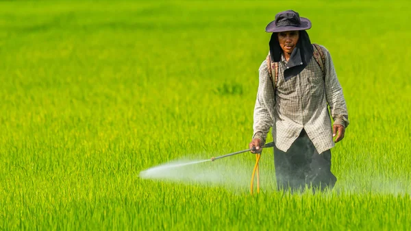 サムットプラカン, タイ - 2019年7月9日 : 化学防護服なしで田んぼに農薬を散布する農家 — ストック写真