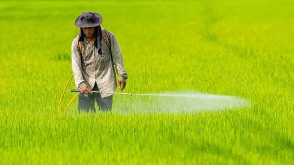 Samut Prakan, Tayland - Jul.9, 2019 : Çiftçi herhangi bir kimyasal koruyucu giysi olmadan pirinç tarlasında pestisit püskürtme