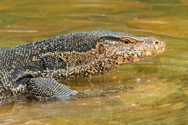 Asya su monitörü kertenkele sığ su üzerinde yürüyüş