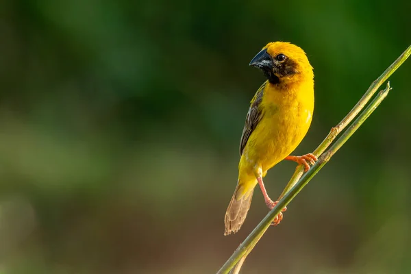 Bright and yellowish male Asian Golden Weaver perching on perch, looking into a distance — Stock Photo, Image