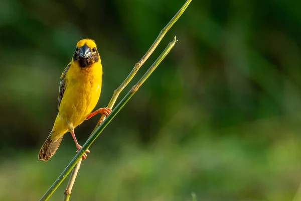 Bright and yellowish male Asian Golden Weaver perching on perch, looking into a distance — Stock Photo, Image