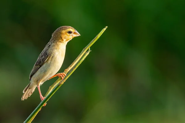 Feminino Asiático Golden Weaver poleiro no poleiro, olhando para uma distância — Fotografia de Stock