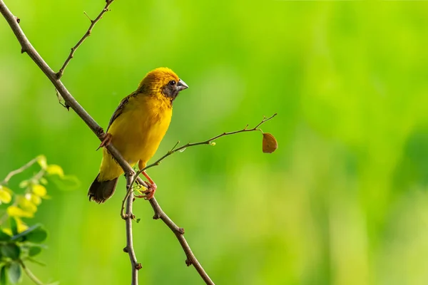 Fényes és sárgás férfi ázsiai Golden Weaver ázsiai díszmadár a Manila Tamarind ág, keresi a távolságot — Stock Fotó