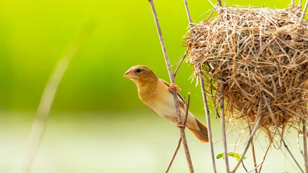 Femme asiatique Golden Weaver perché sur perchoir séché près de son nid — Photo