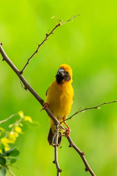 Bright and yellowish male Asian Golden Weaver perching on Manila tamarind branch, looking into a distance — Stock Photo, Image