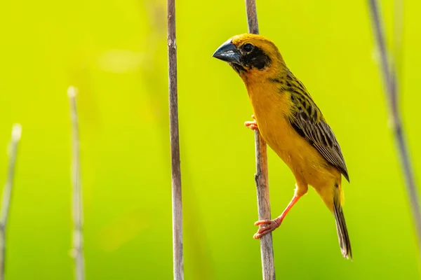 Brillante y amarillento macho asiático tejedor de oro posando en percha seca, mirando a una distancia — Foto de Stock