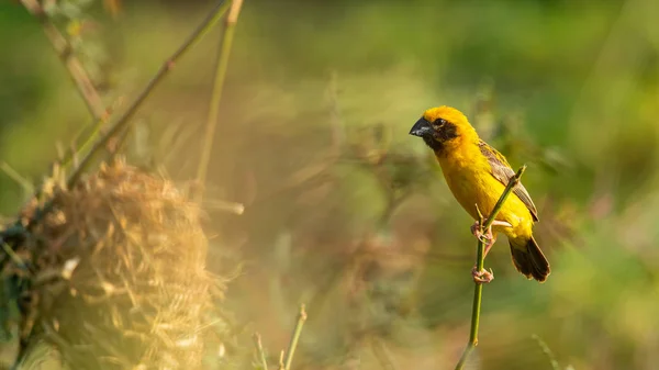 Brillante y amarillento macho asiático tejedor de oro posando en la percha cerca de su nido — Foto de Stock
