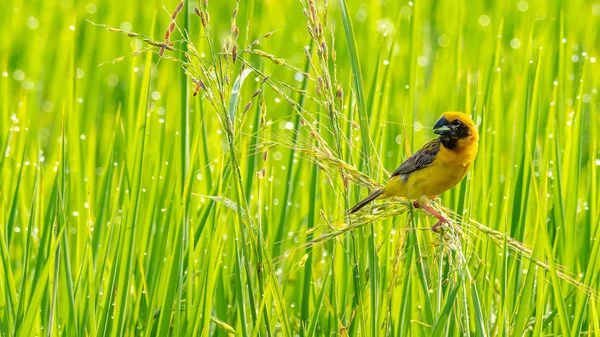 Tisseur d'or asiatique mâle brillant et jaunâtre perché sur l'oreille de riz avec de jeunes grains de riz dans le bec — Photo