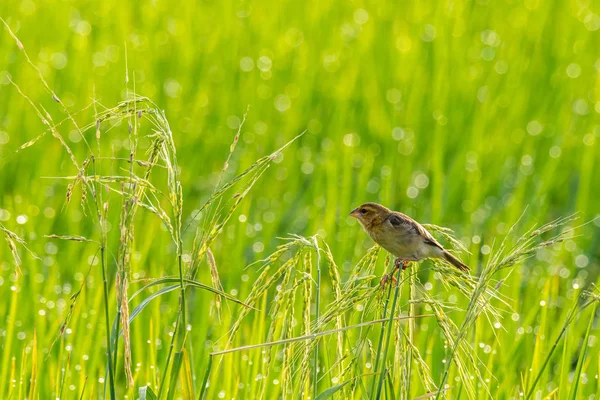 Θηλυκό ασιατικό χρυσή υφάντρα στο αυτί του ρυζιού, κοιτάζοντας σε μια απόσταση — Φωτογραφία Αρχείου