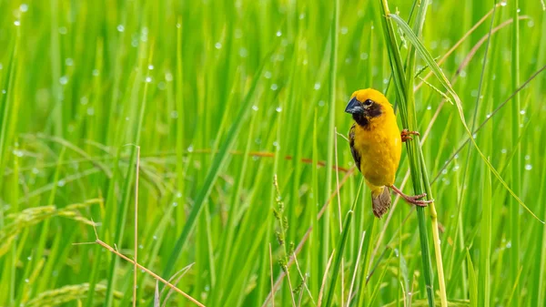 Brillant et jaunâtre mâle asiatique Golden Weaver perché sur tige d'herbe, regardant de loin — Photo
