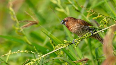 Pullu Göğüslü Munia çim sapı üzerinde tünemiş ve tohumları ile beslenen