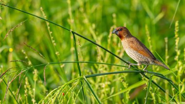 Pullu göğüslü Munia, çim sapına tünemiş. Uzağa bakıyor.
