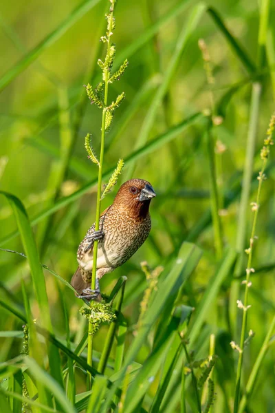 遠くを見ると草の茎に突き刺さるスカリーブレストムニア — ストック写真