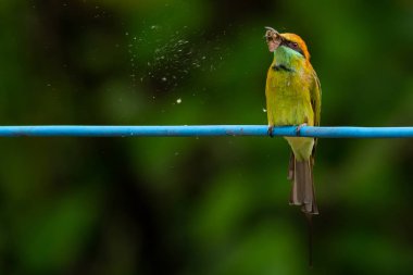Yeşil Bee-Eater mavi elektrik tel üzerinde kuş tüngüsü, Gıda için gagasında bir güve tutarak