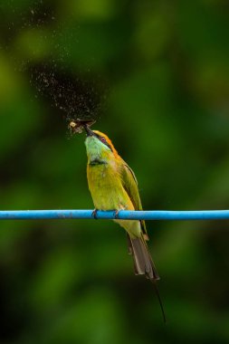 Yeşil Bee-Eater mavi elektrik tel üzerinde kuş tüngüsü, Gıda için gagasında bir güve tutarak