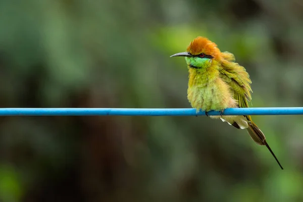 Green Bee-Eater posado en el cable eléctrico azul, mirando a una distancia —  Fotos de Stock