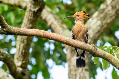 Hoopoe bir mesafe bakarak Longan şube üzerinde kuş tüngüsü