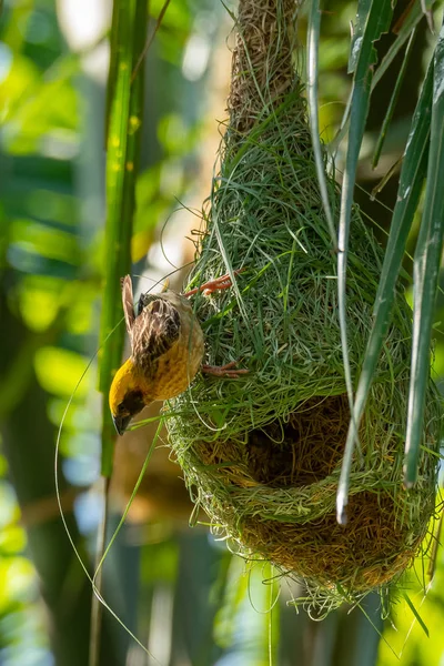 Erkek Asya altın Weaver dokuma ve dekorasyon onun yuva — Stok fotoğraf