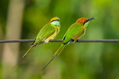 İki Yeşil Arı Yiyici elektrik teline tüneerek, bir mesafeye bakıyor, biri gagasında bir böcekle.