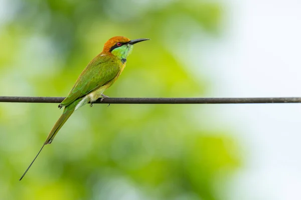 Groene bijeneter op elektrische draad, op zoek naar een afstand — Stockfoto