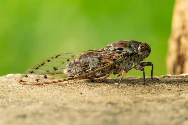 Grande Cicada poleiro no chão de cimento — Fotografia de Stock