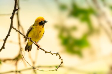 Parlak ve sarımsı erkek Asya Altın Dokumacı levrek tüneme, bir mesafe içine bakarak